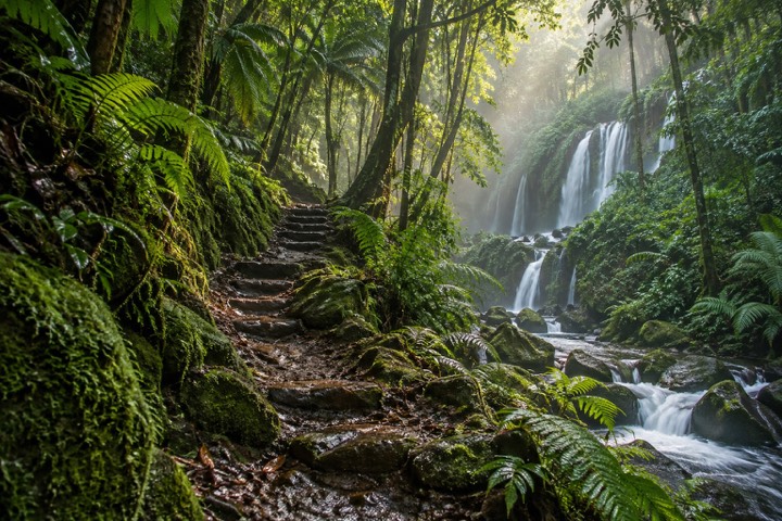 Forest Paths — A quiet rhythm